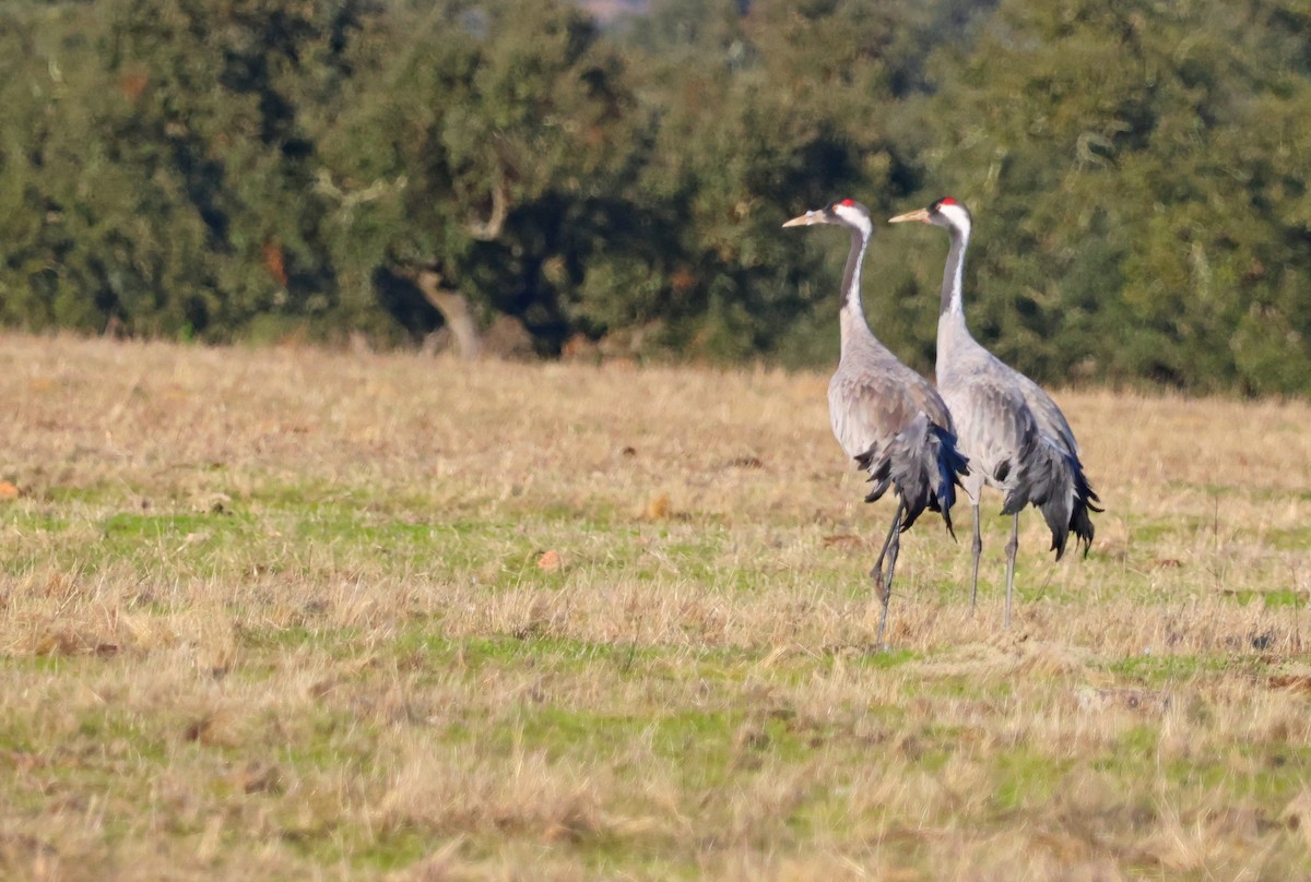 Common Crane - ML645954624