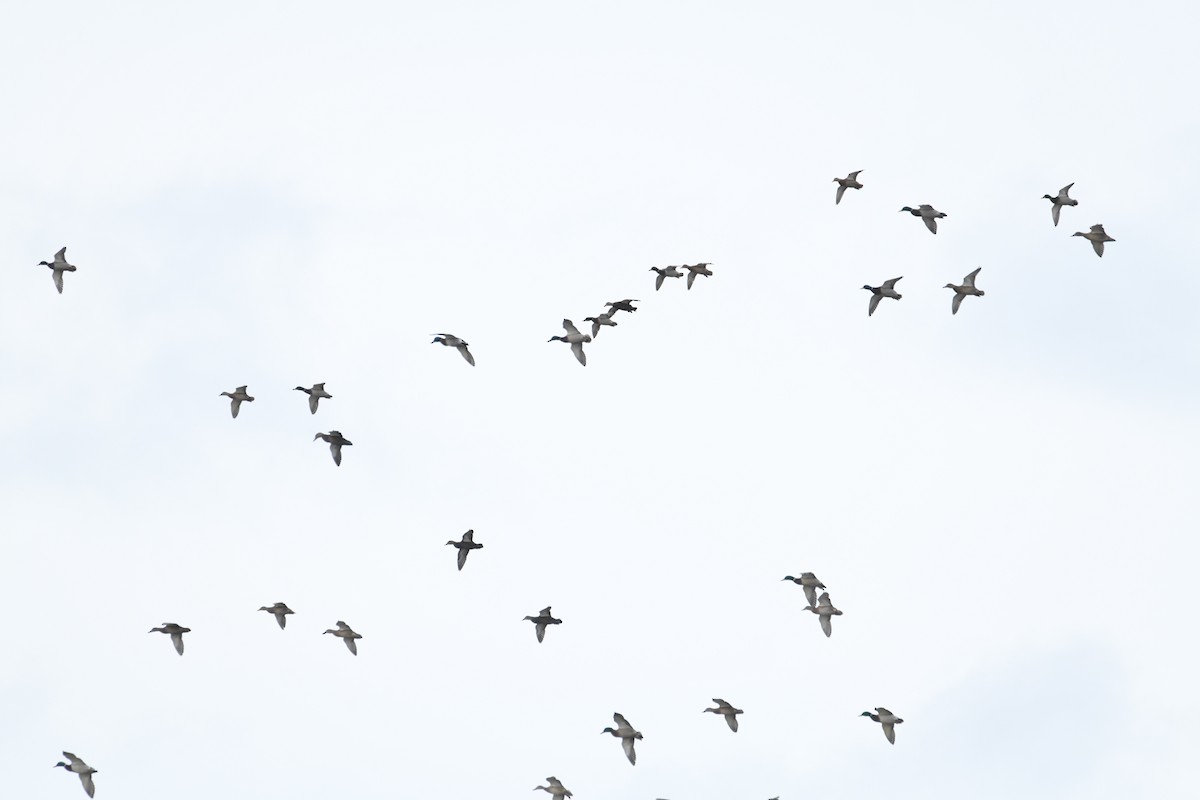 stokkand - ML645954637