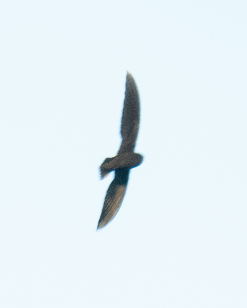 grågumpseiler - ML645954642