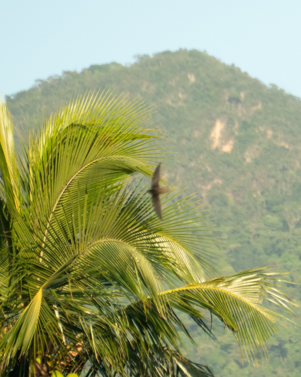 grågumpseiler - ML645954643