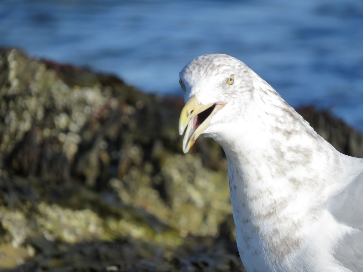 amerikagråmåke - ML645954644