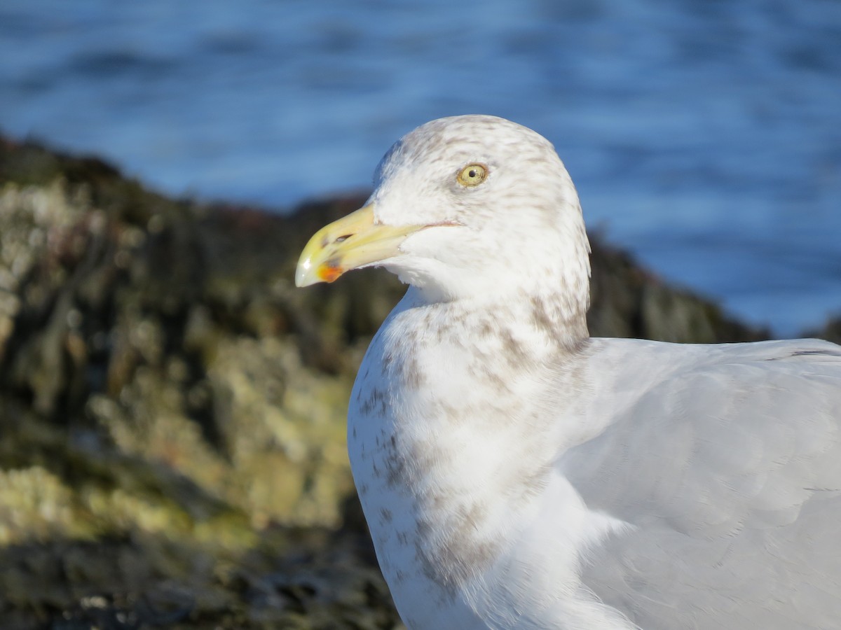 amerikagråmåke - ML645954645