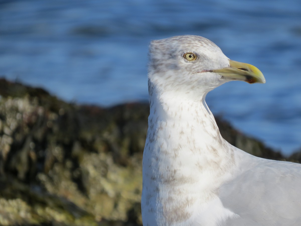 amerikagråmåke - ML645954646