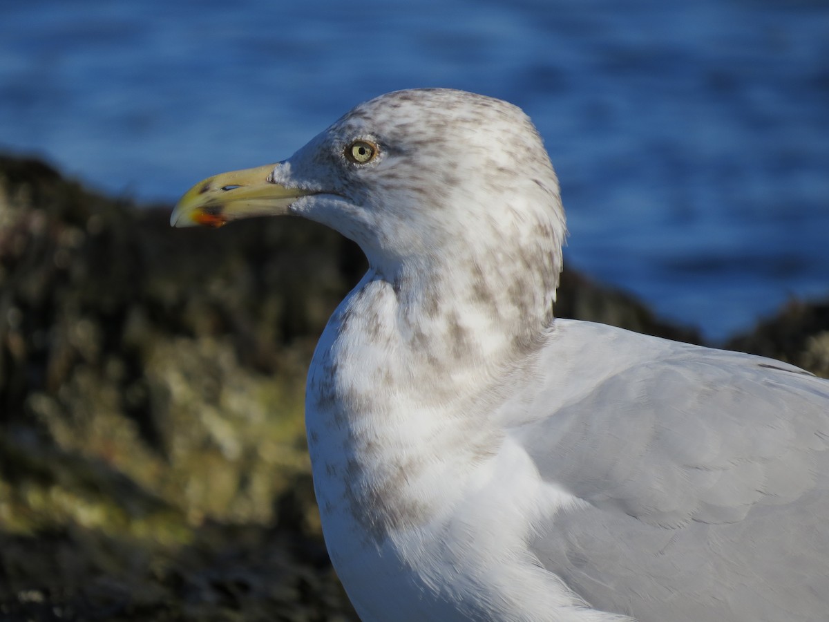 amerikagråmåke - ML645954647