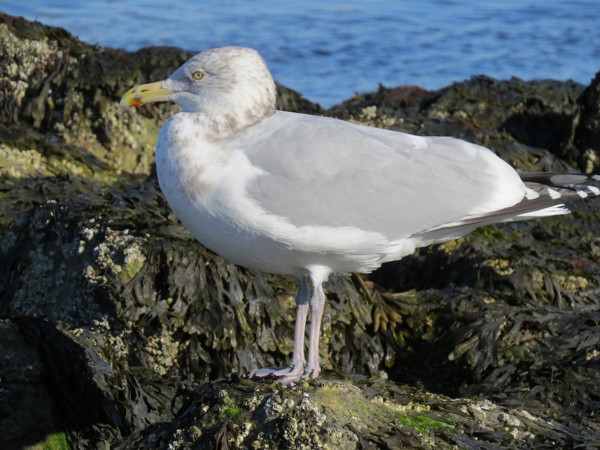 amerikagråmåke - ML645954648