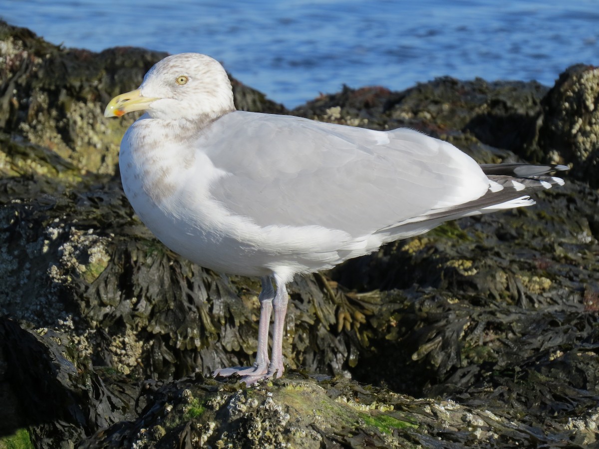 amerikagråmåke - ML645954649