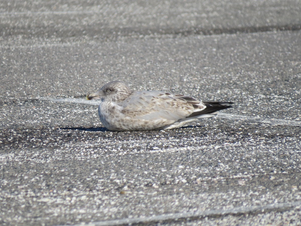 amerikagråmåke - ML645954650