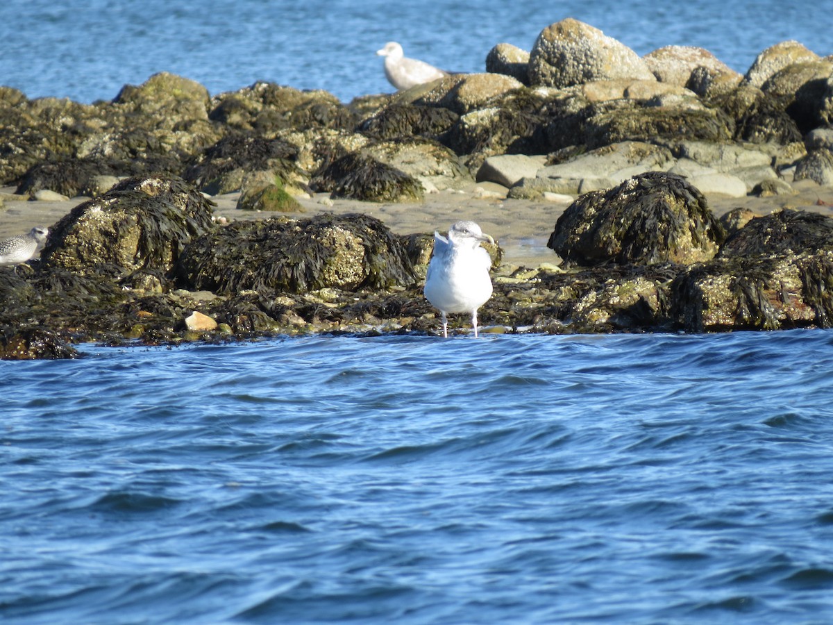 amerikagråmåke - ML645954651