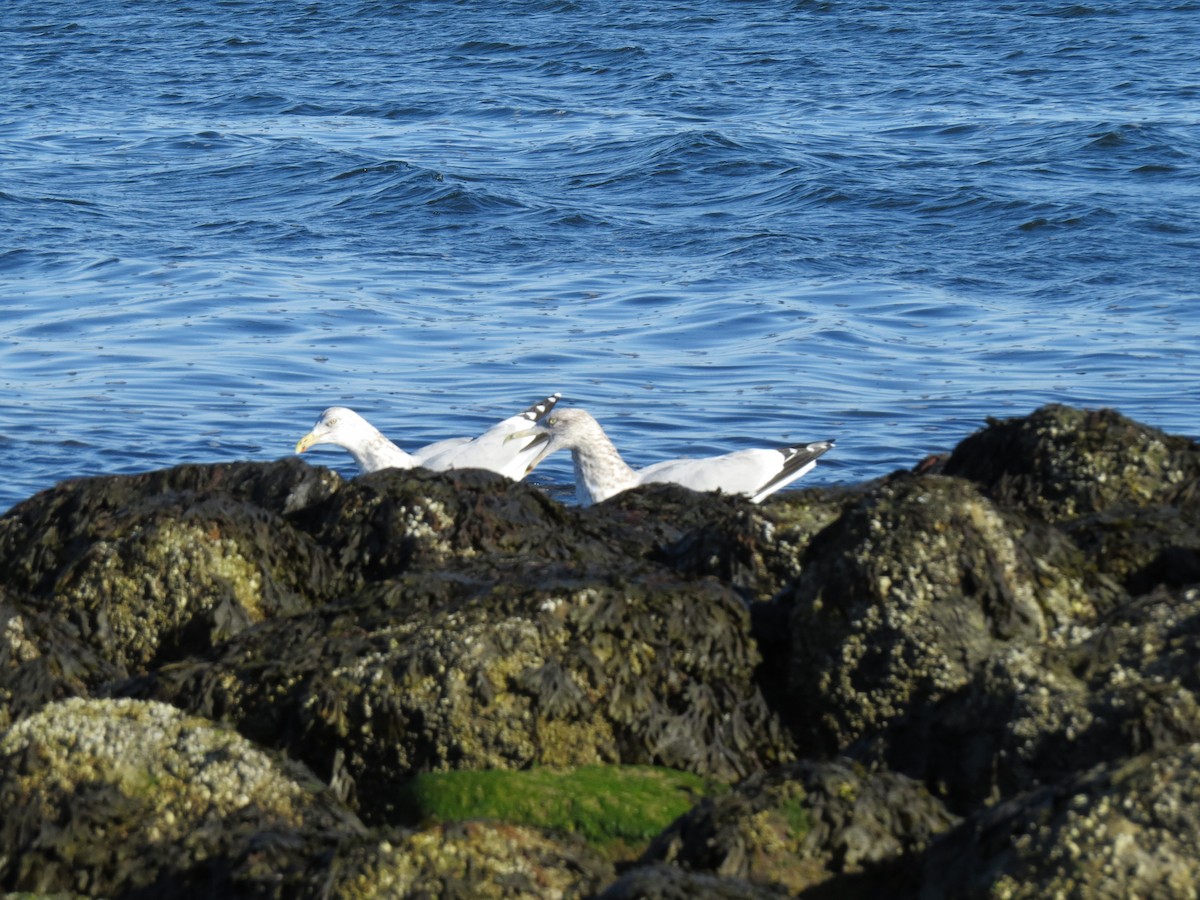 amerikagråmåke - ML645954652