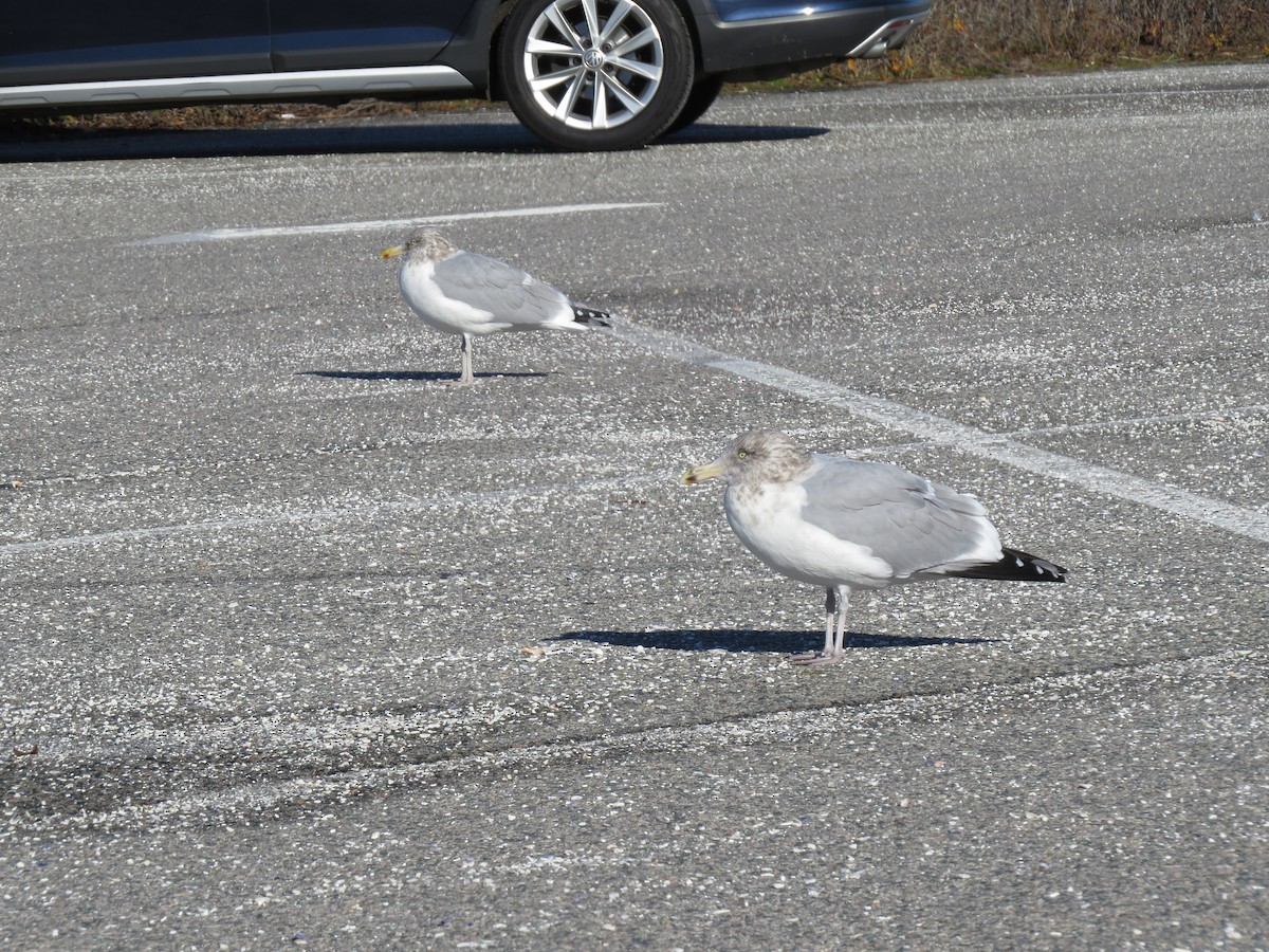 amerikagråmåke - ML645954653