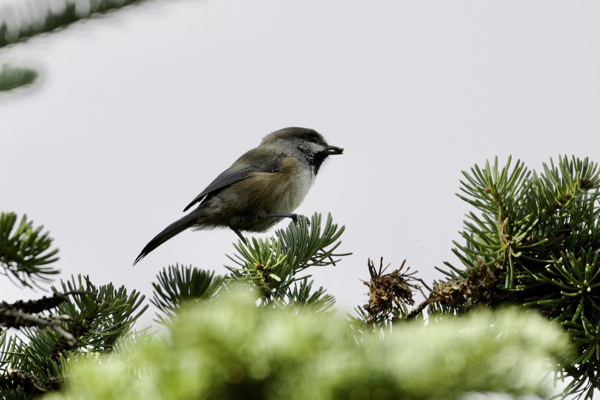 kanadameis - ML645954654