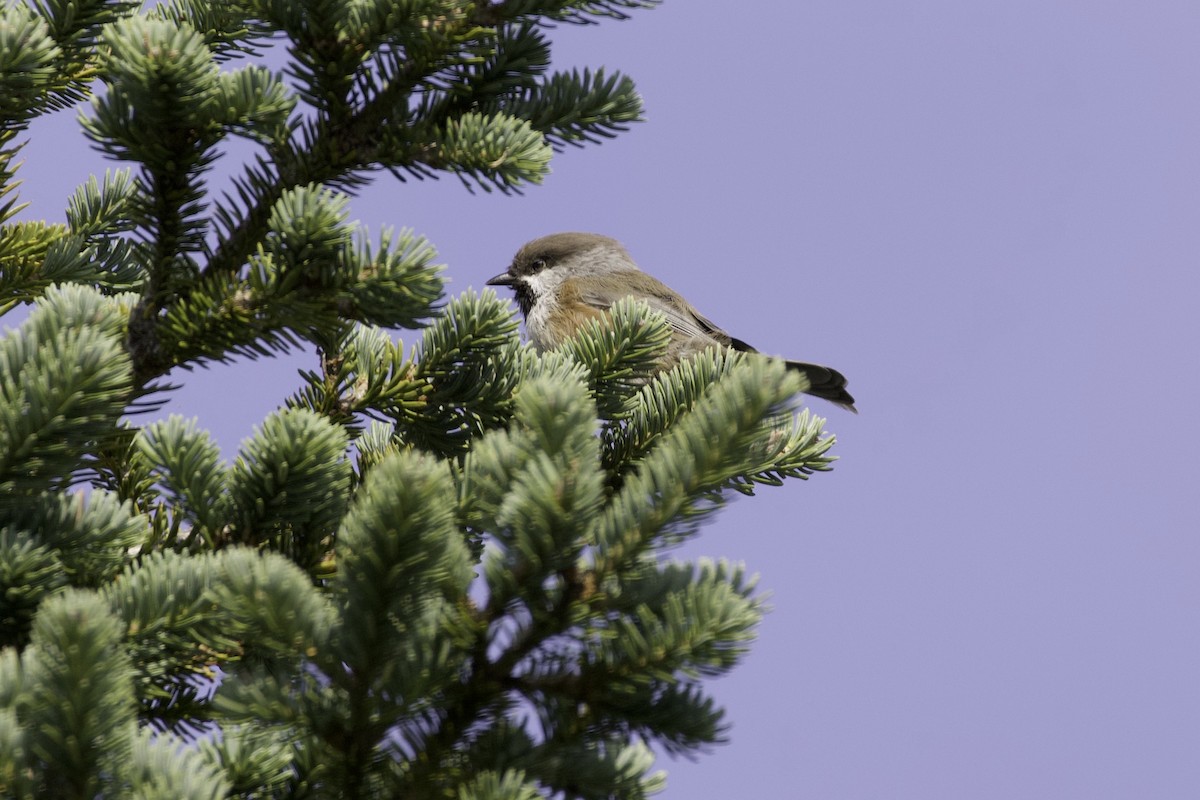 amerikameis - ML645954655