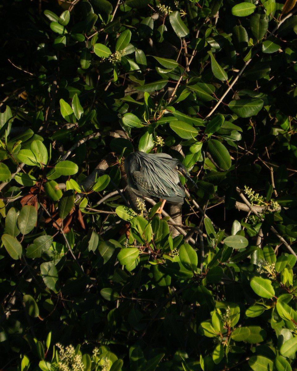 krabbehegre - ML645954657