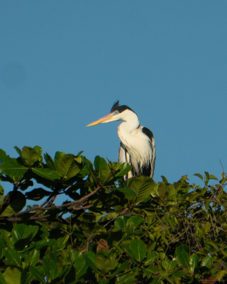 cocoihegre - ML645954658