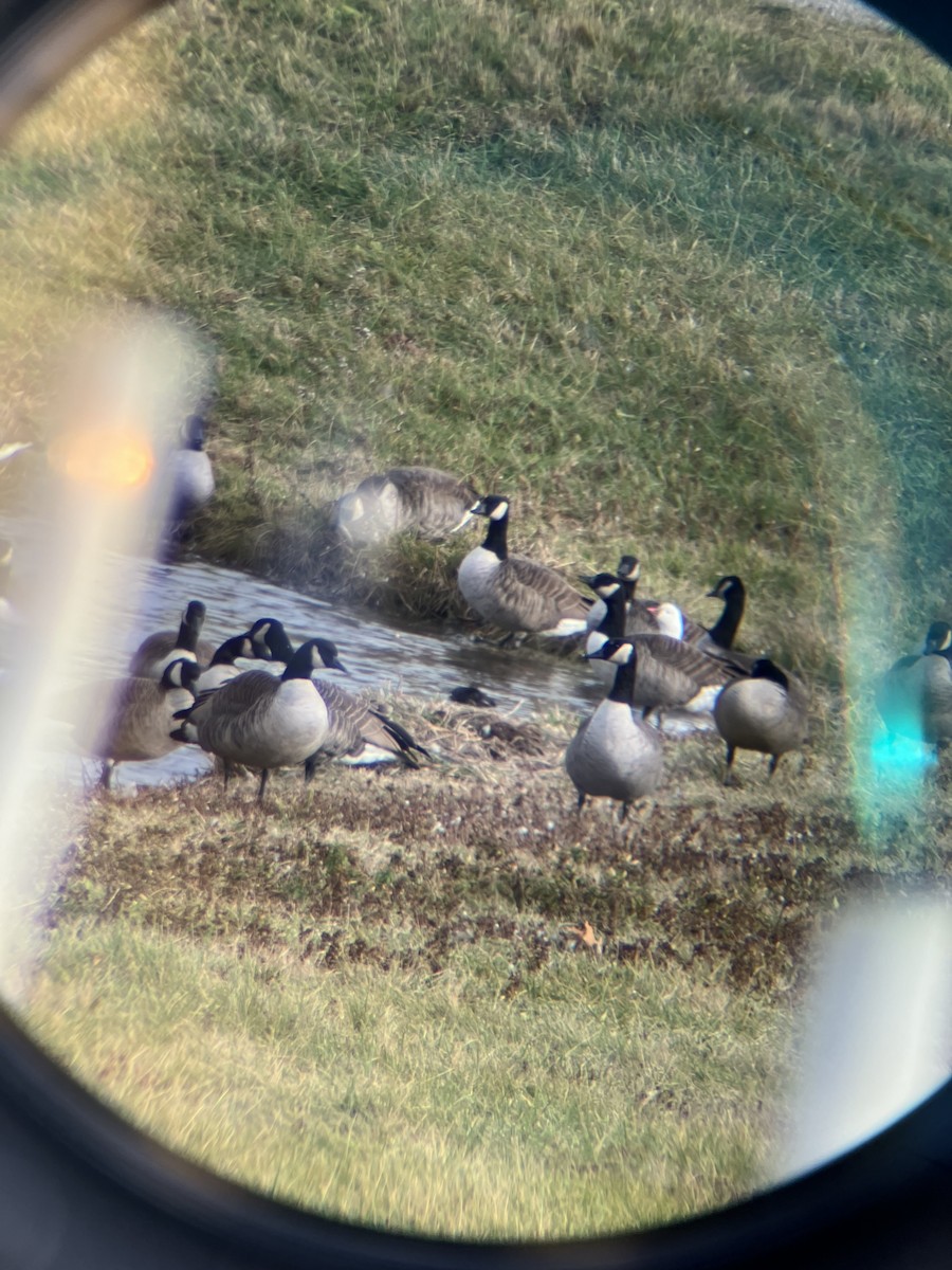 Ross's Goose - ML645954659