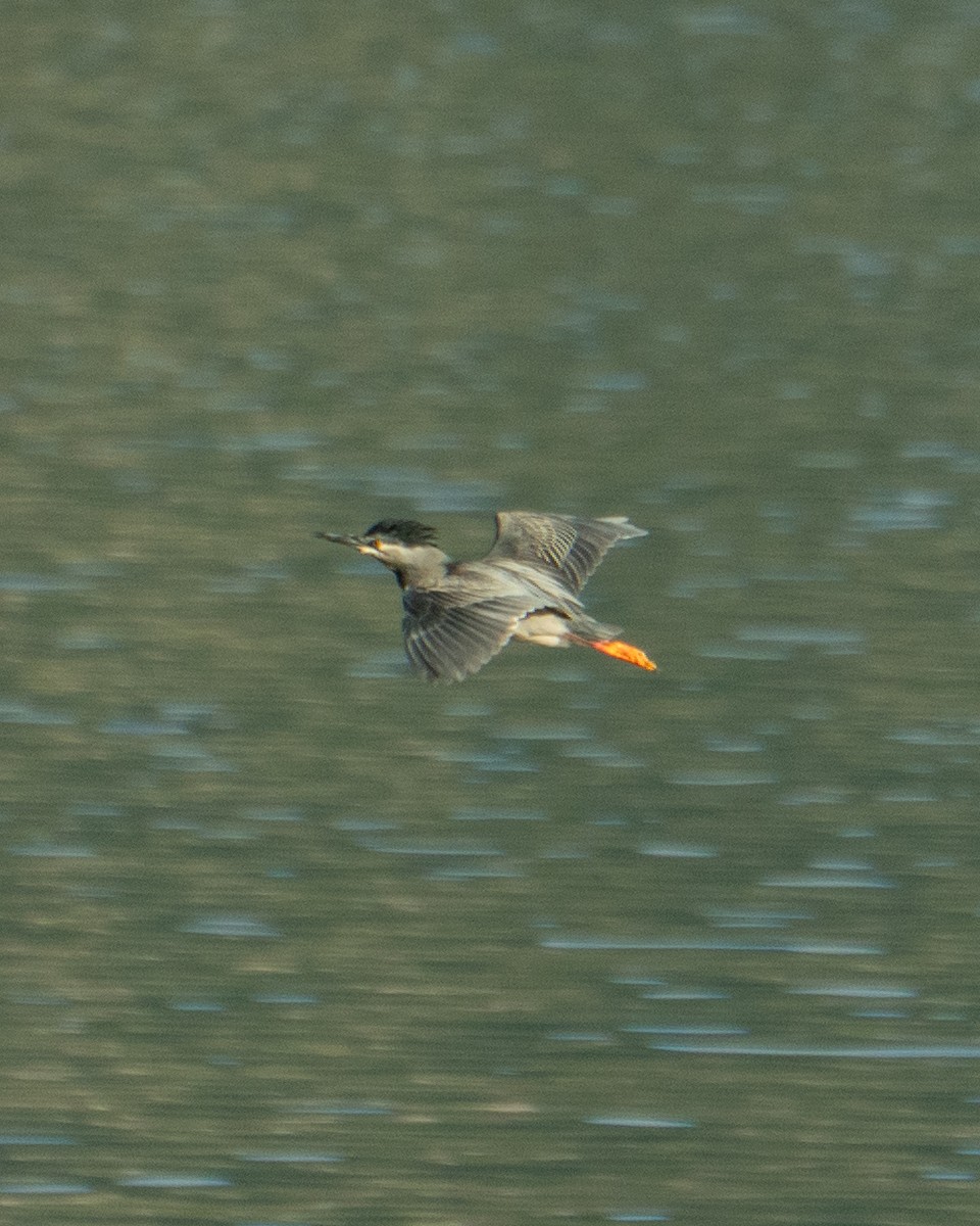 krabbehegre - ML645954660