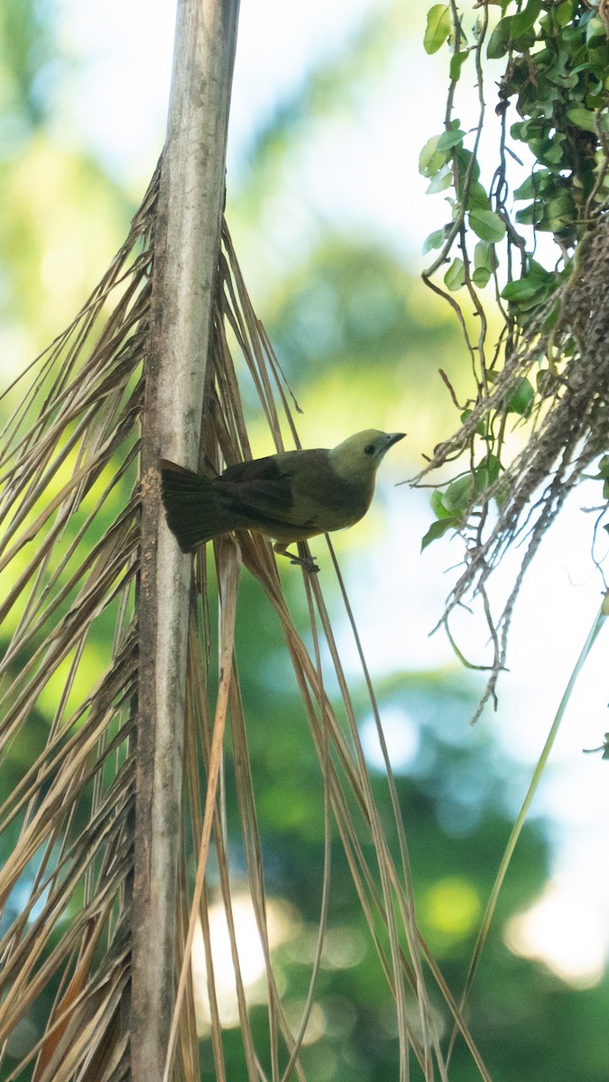 palmetanagar - ML645954662