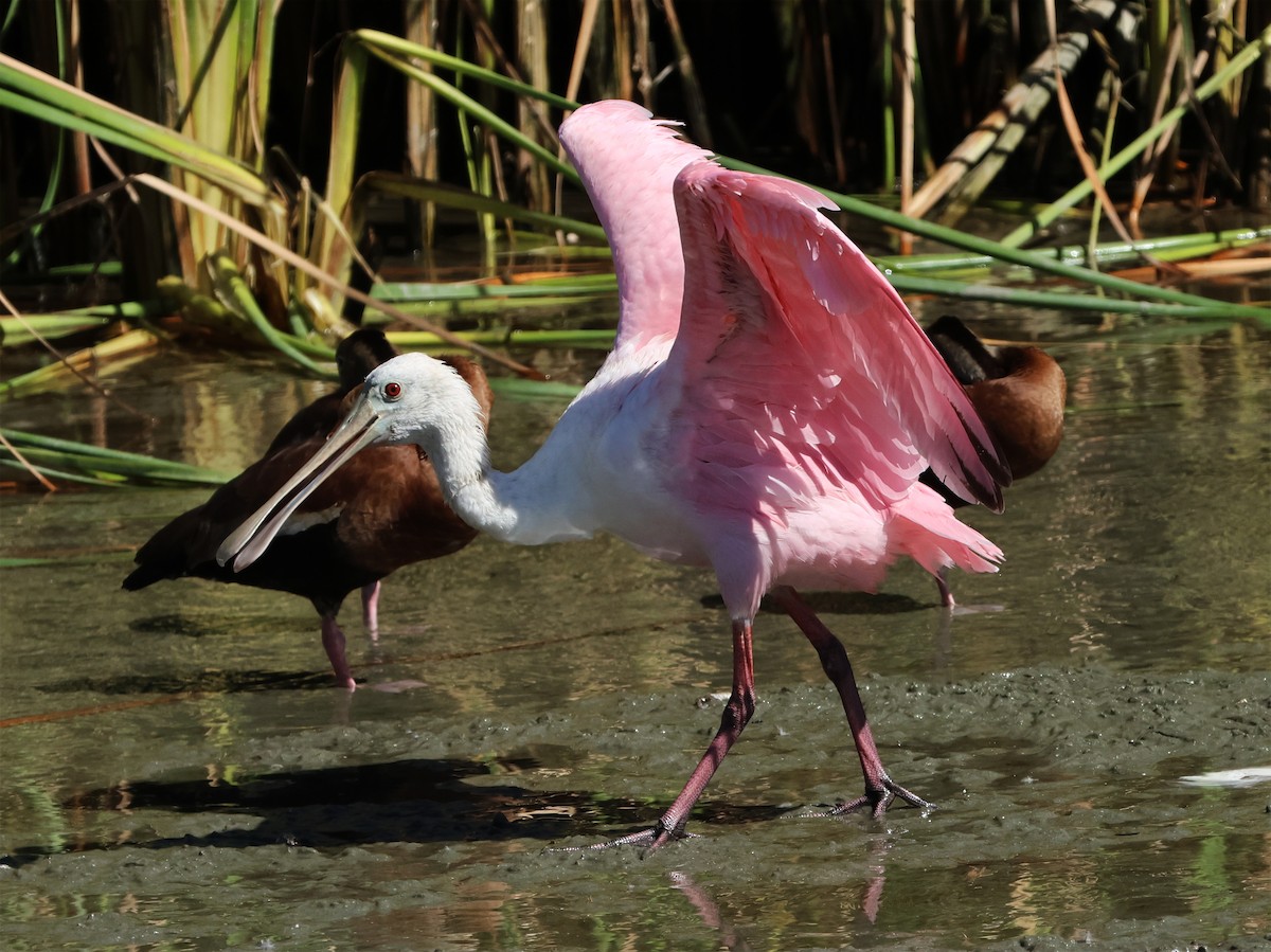 rosenskjestork - ML645954663