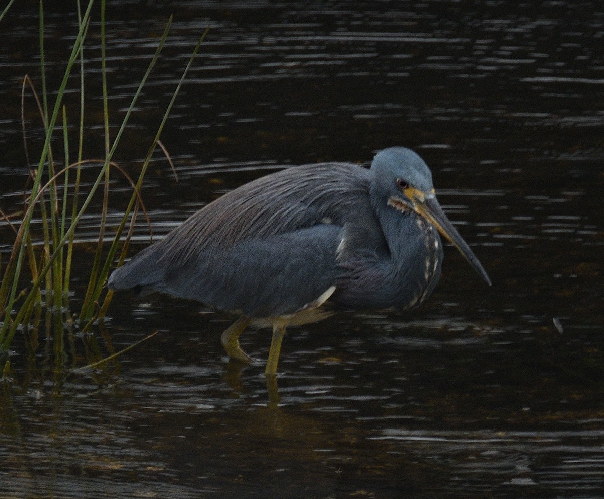 prakthegre - ML645954664