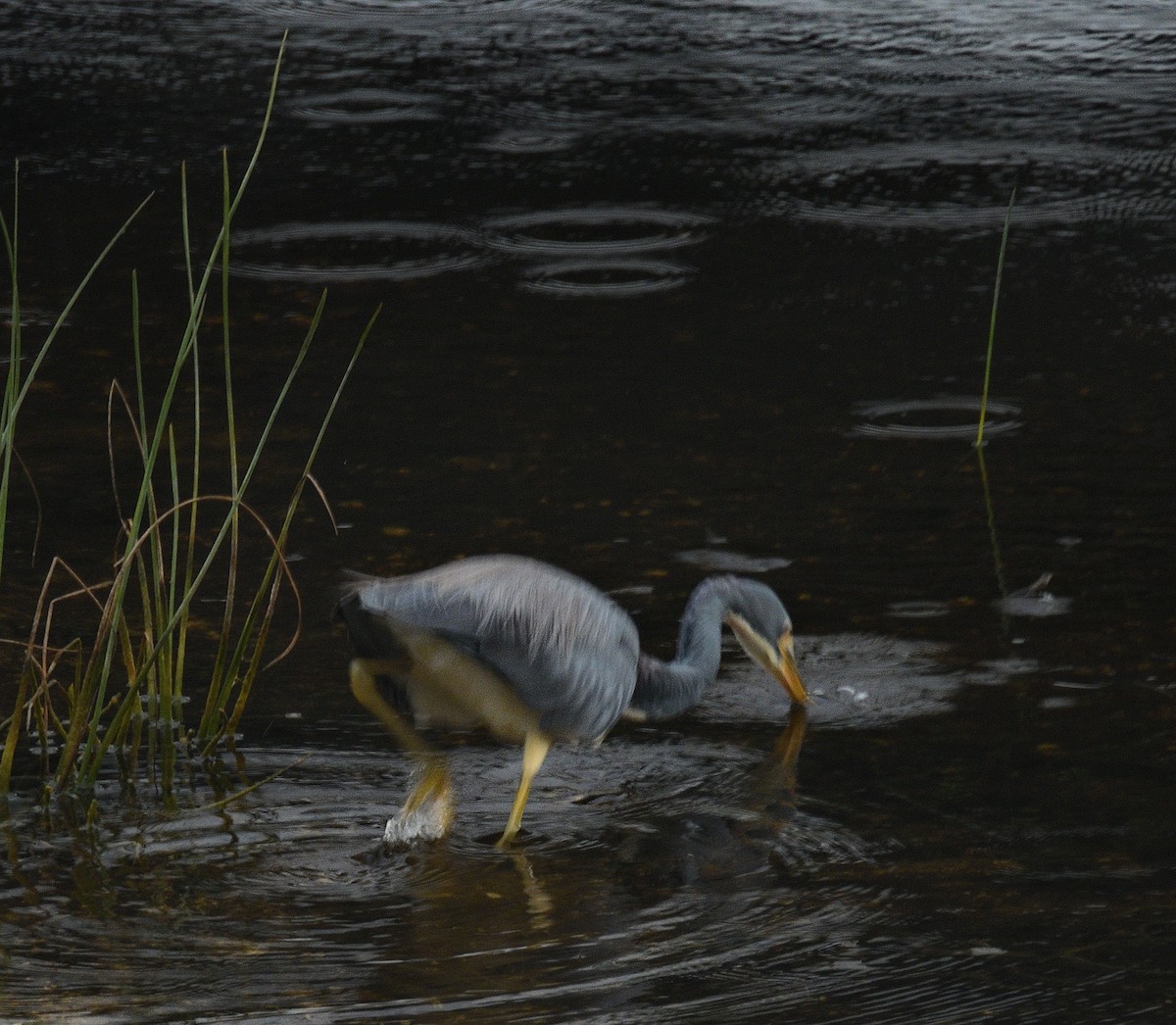 prakthegre - ML645954666