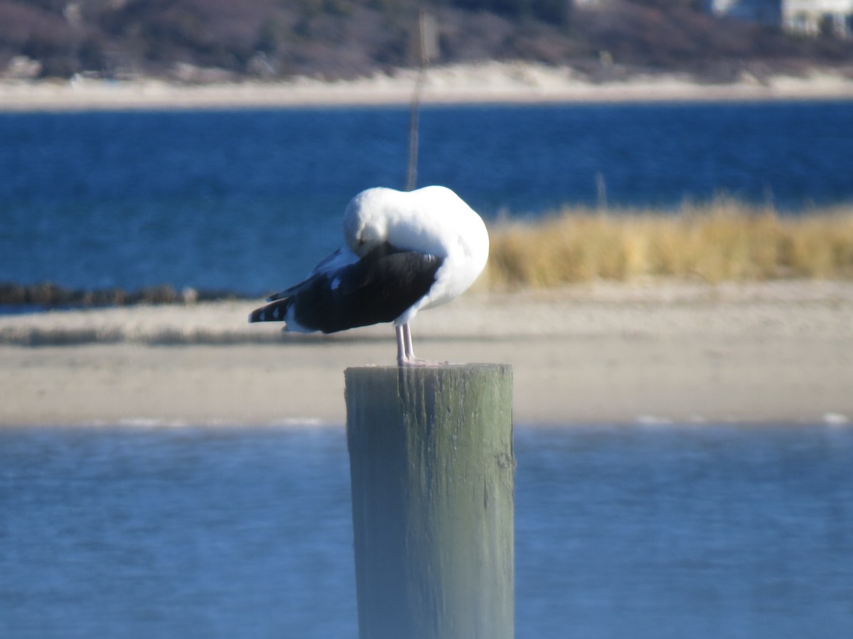 svartbak - ML645954668