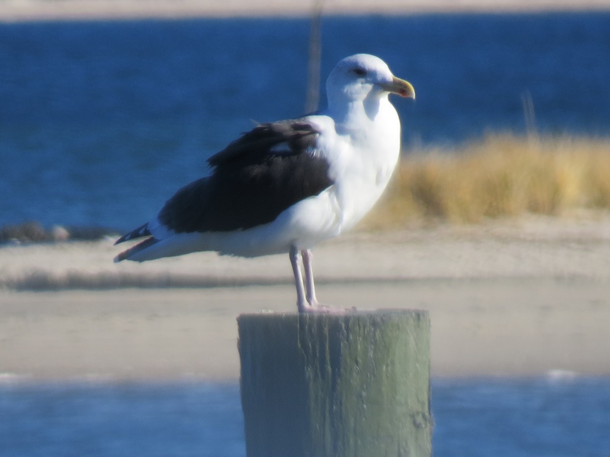 svartbak - ML645954669