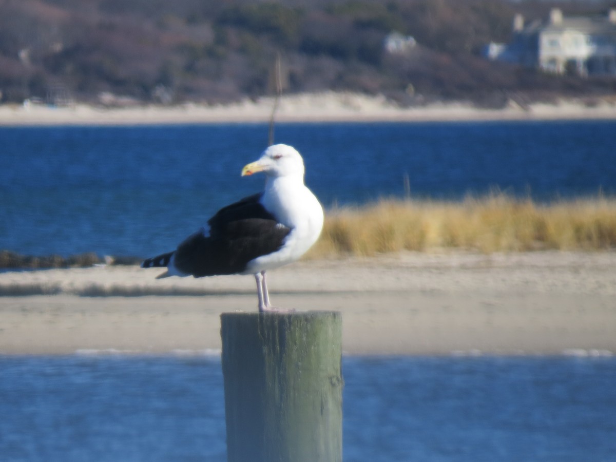 svartbak - ML645954670