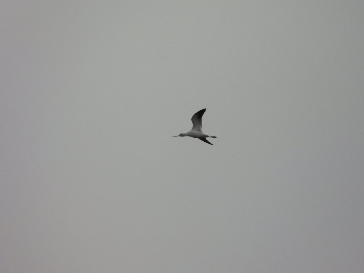 tenkozobec americký - ML645954673