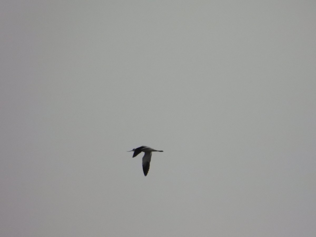 tenkozobec americký - ML645954674