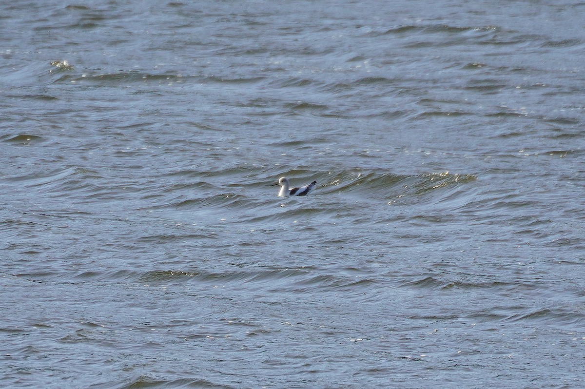 American Avocet - ML645954688