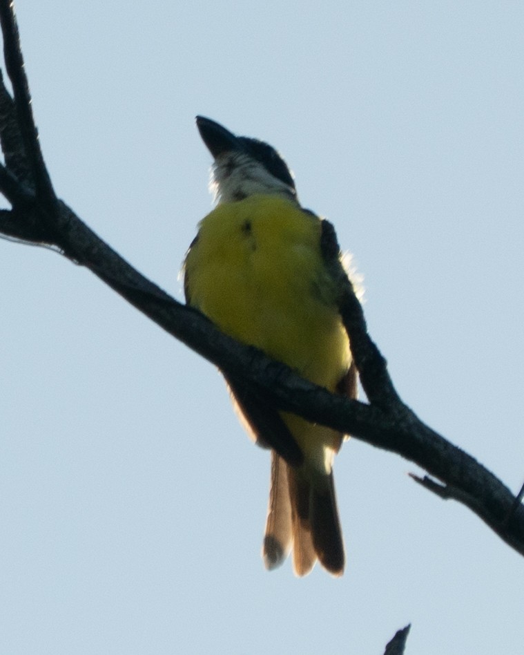 Boat-billed Flycatcher - ML645954700