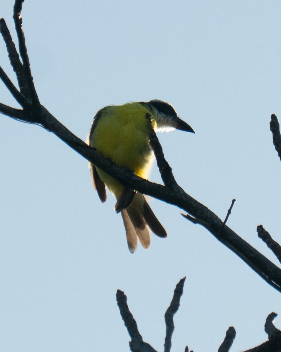 Boat-billed Flycatcher - ML645954701