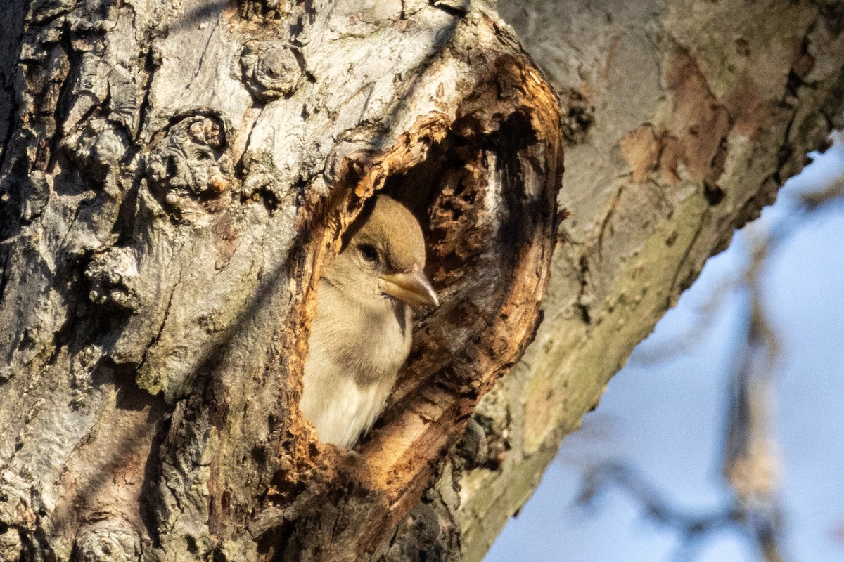 House Sparrow - ML645954714