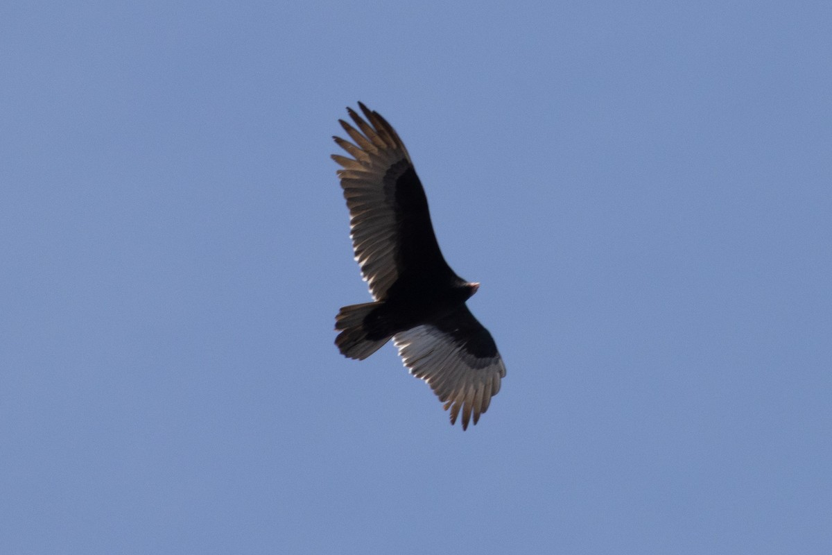 Turkey Vulture - ML645954720