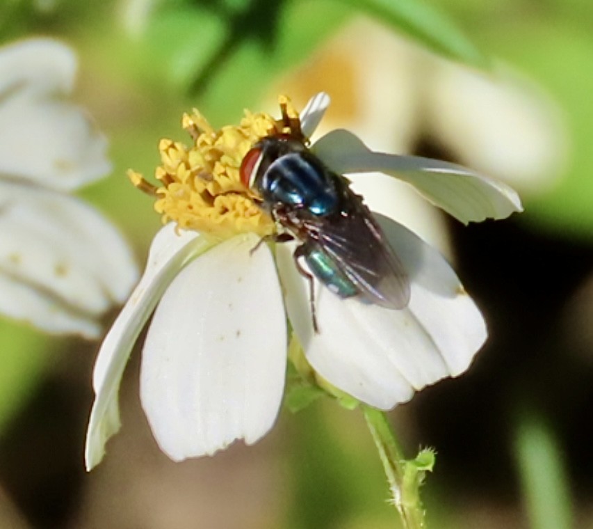 Secondary Screwworm - ML645954767