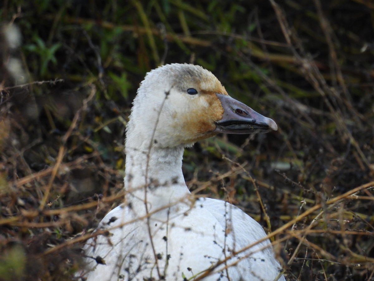 husa sněžní - ML645954775