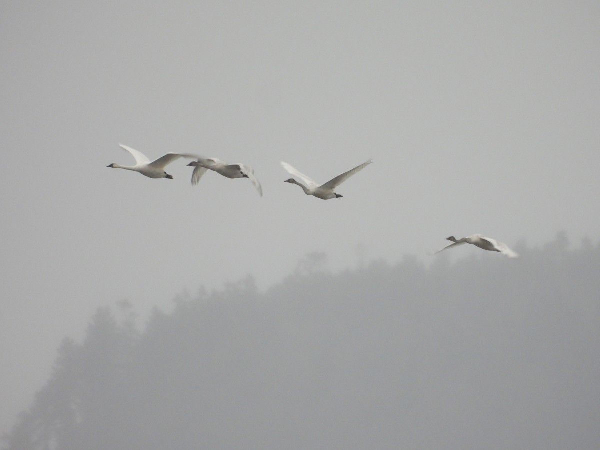 labuť trubač/labuť malá - ML645954777