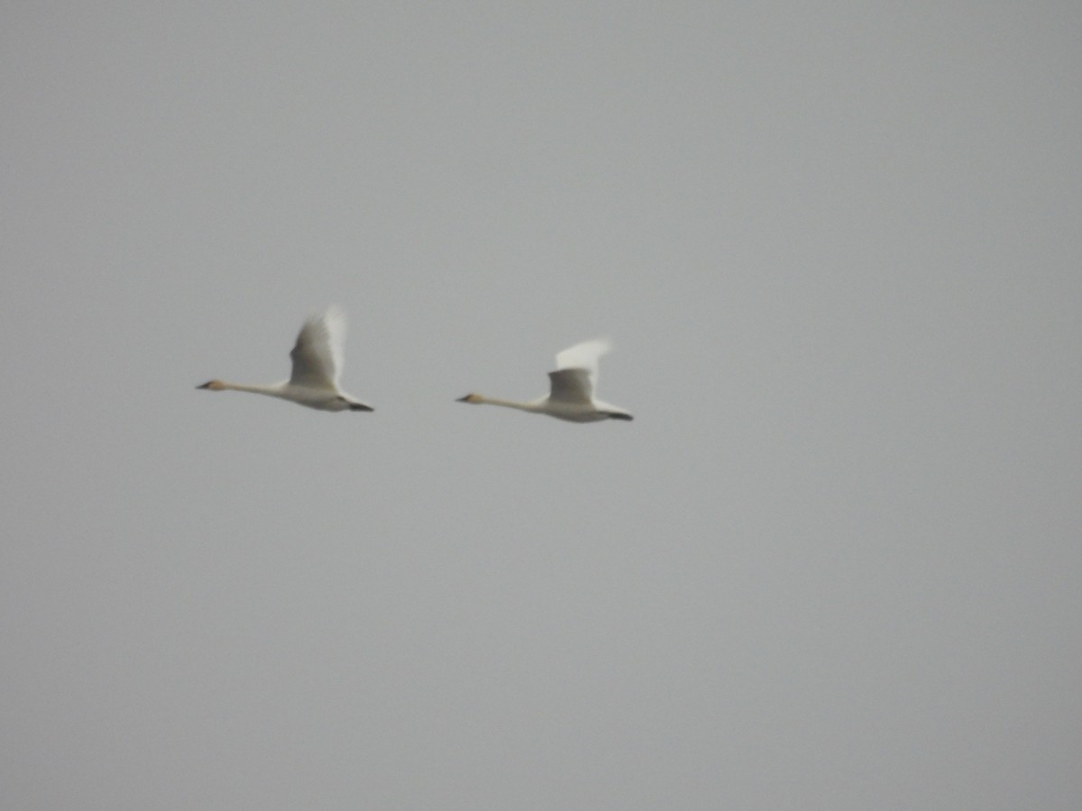 labuť trubač/labuť malá - ML645954780