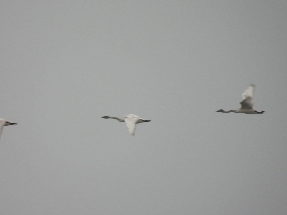 labuť trubač/labuť malá - ML645954781