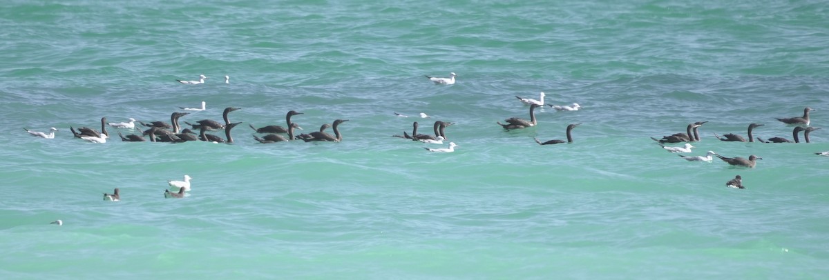 Socotra Cormorant - ML645954791