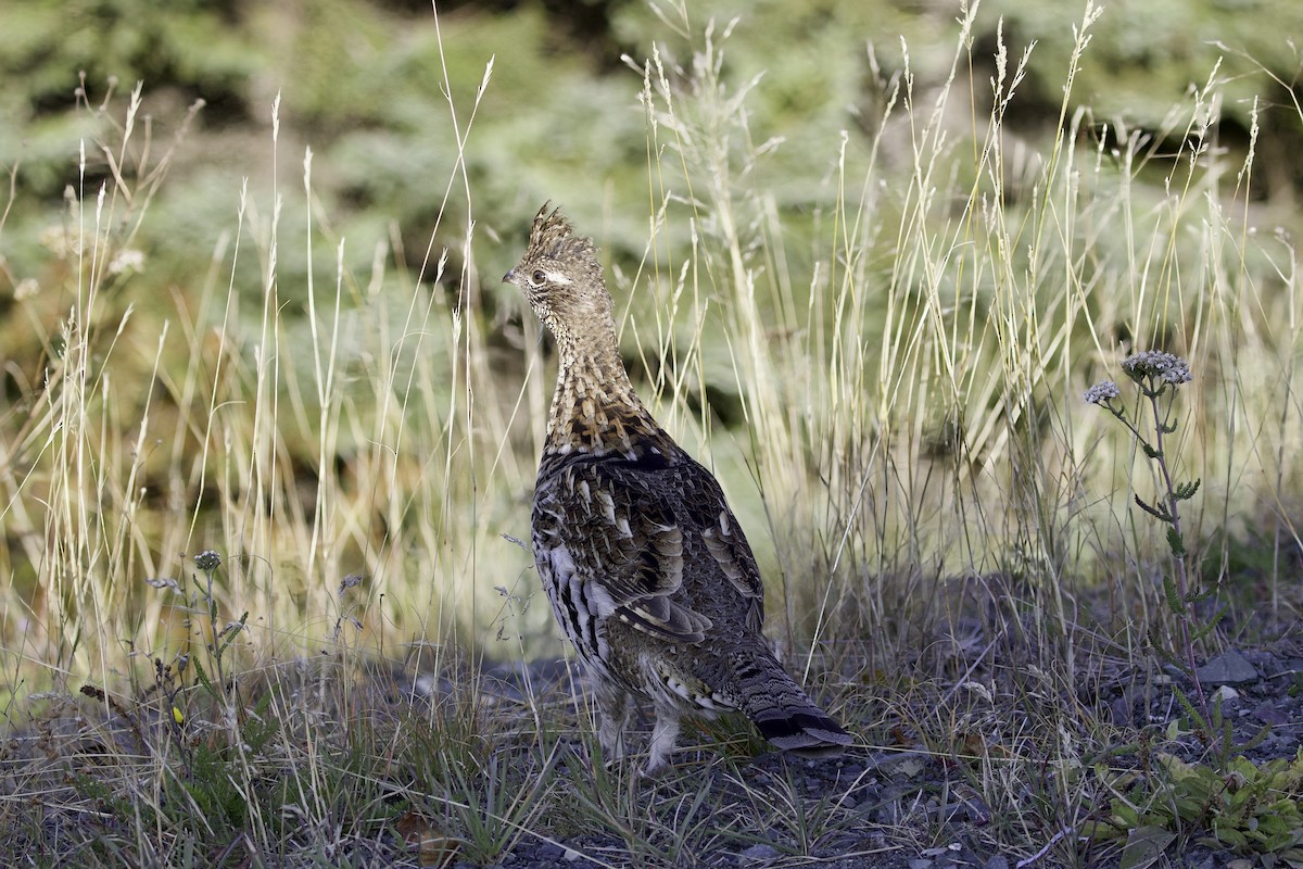 jeřábek kanadský - ML645954797