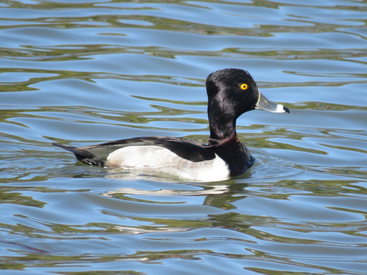 Ring-necked Duck - ML645954799