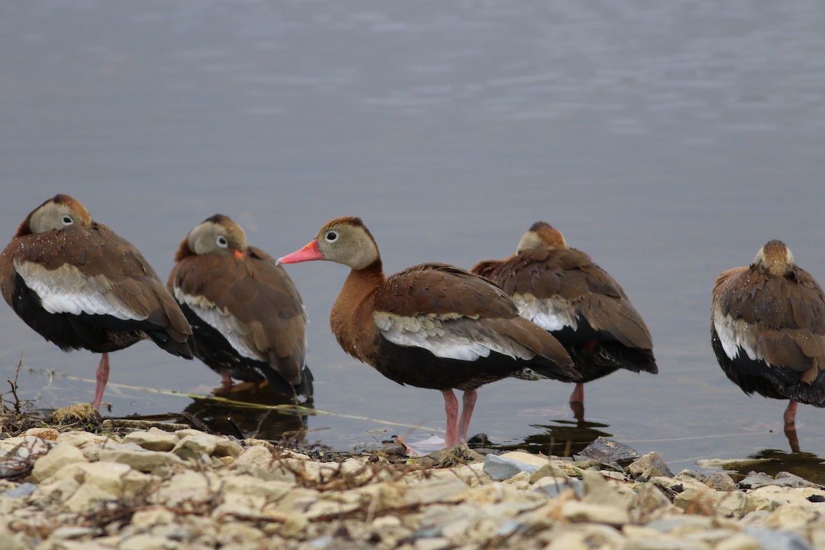 Black-bellied Whistling-Duck - ML645954801