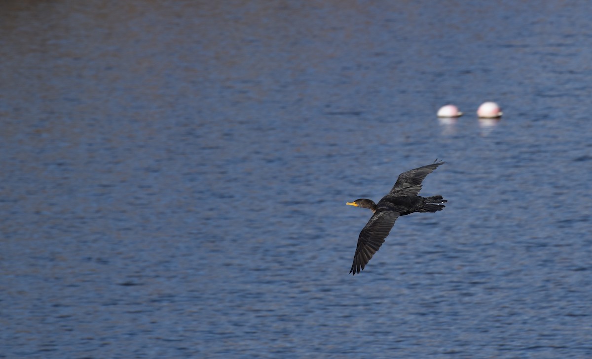 totoppskarv - ML645954802