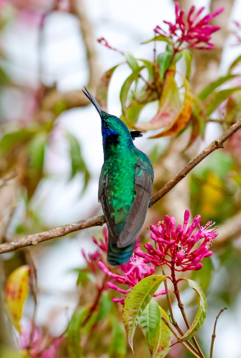 Колібрі синьочеревий - ML645954804