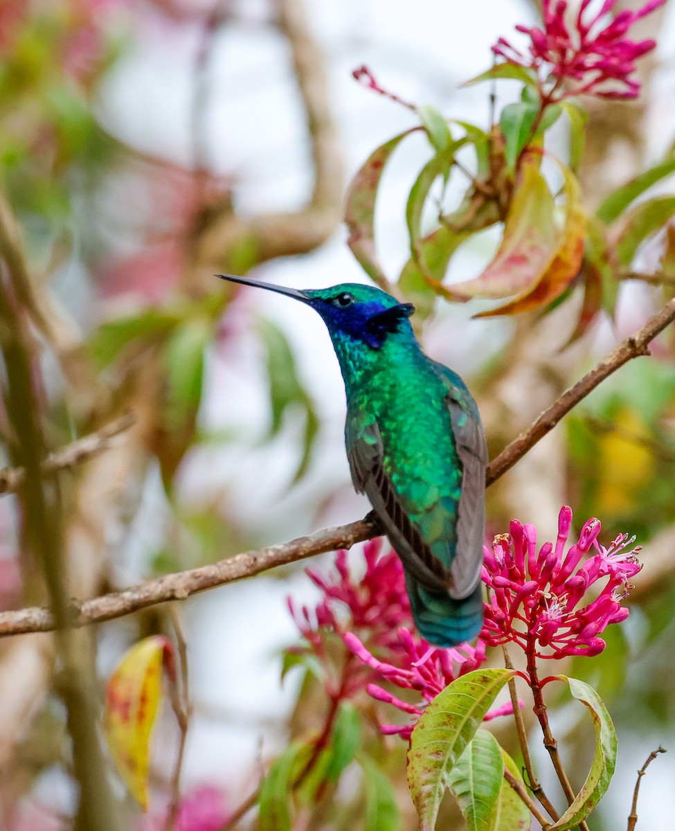 Колібрі синьочеревий - ML645954805