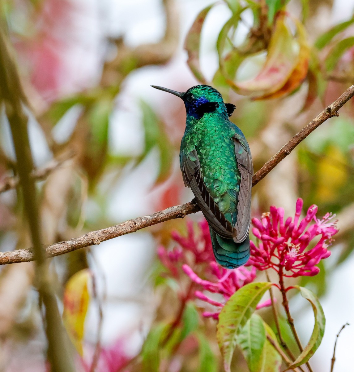 Колібрі синьочеревий - ML645954806