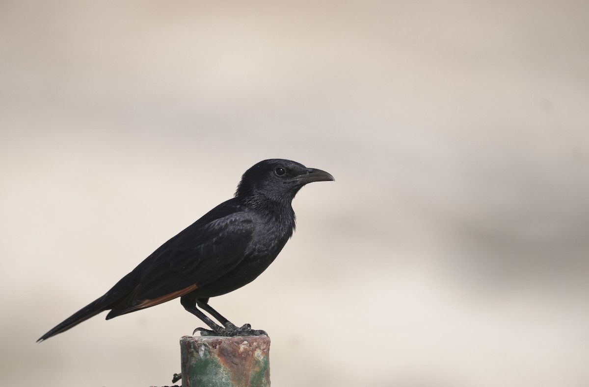 アラビアテリムク - ML645954808