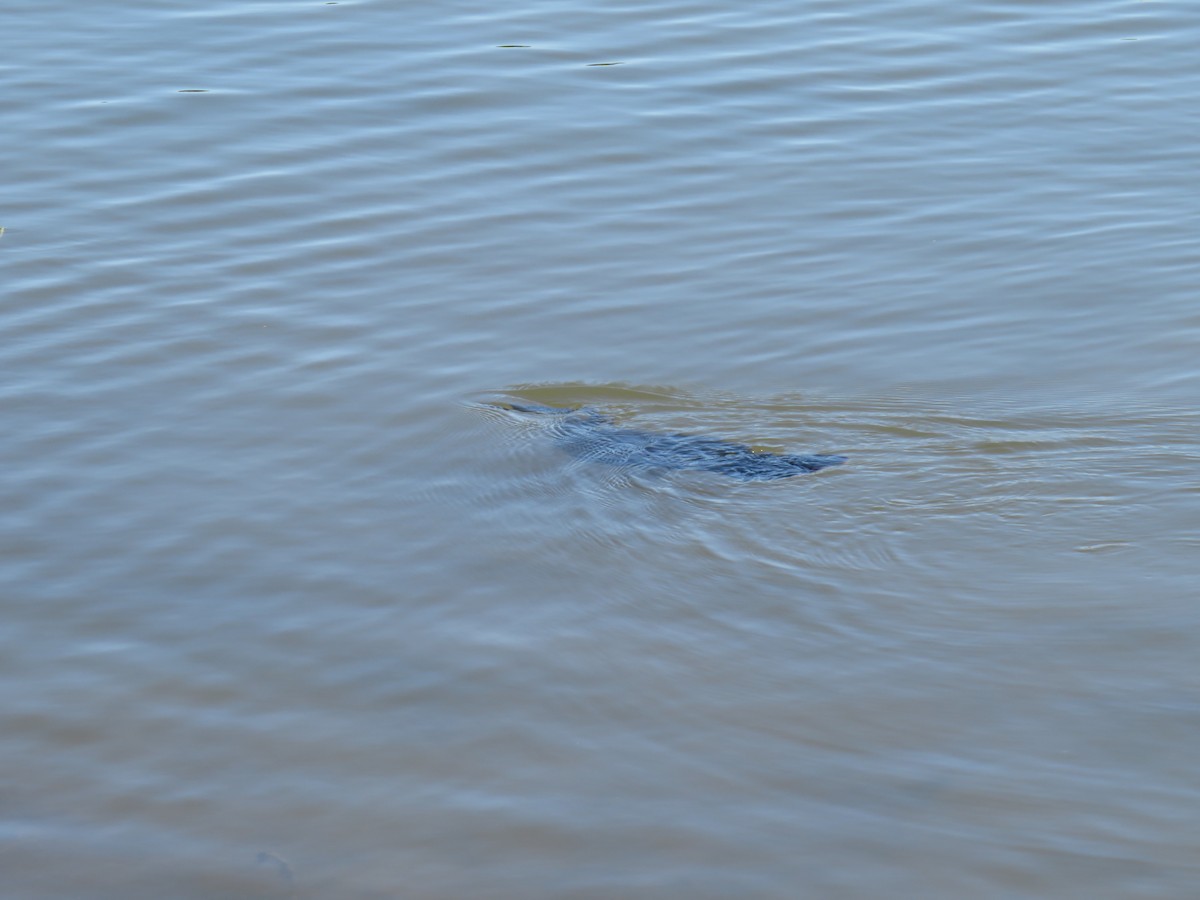 Anhinga - ML645954811