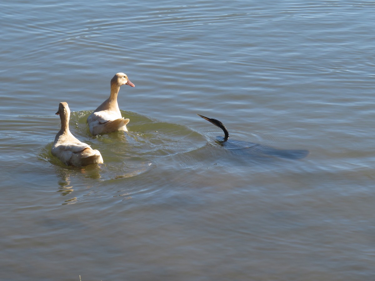 Anhinga - ML645954813